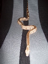 High pink striped boa
