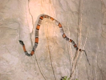 East of Sanderson Graybanded Kingsnake