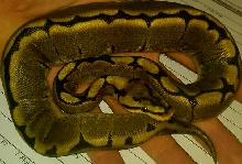 This is my Striped Spider ball male, Shockey!