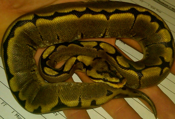 This is my Striped Spider ball male, Shockey!