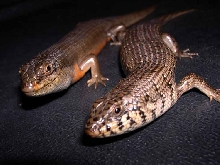 Kenyan fat neck skink