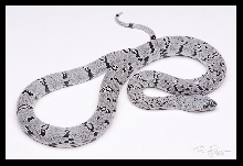 Anery GrayBanded Kingsnake