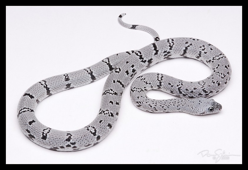 Anery GrayBanded Kingsnake