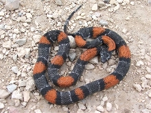 WC Lozier Canyon Graybanded Kingsnake