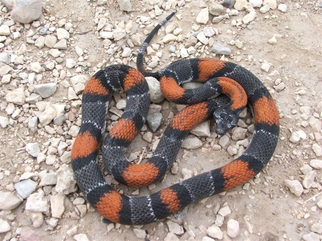 WC Lozier Canyon Graybanded Kingsnake