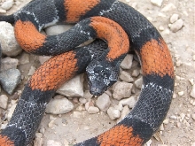 WC Lozier Canyon Graybanded Kingsnake