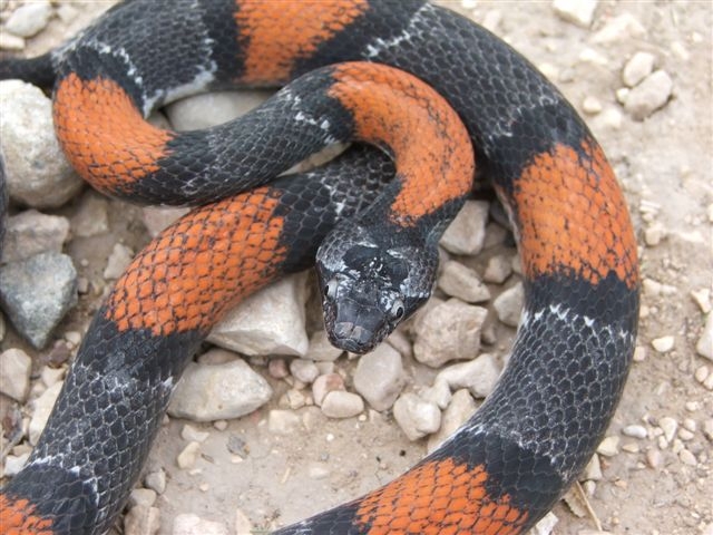 WC Lozier Canyon Graybanded Kingsnake