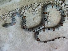 Busy Patterned Sanderson Graybanded Kingsnake