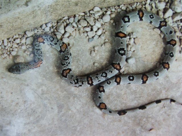 Busy Patterned Sanderson Graybanded Kingsnake