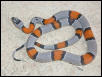 Sanderson Graybanded Kigsnake