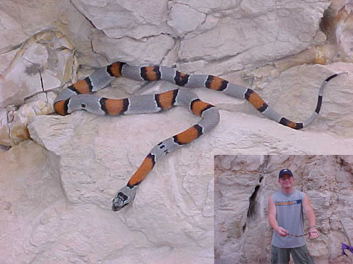 Chris Fraser & 9 Mile Graybanded Kingsnake