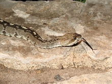 Blacktail Rattlesnake