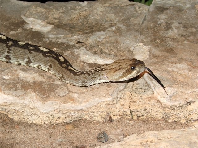 Blacktail Rattlesnake
