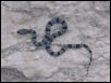 9 Mile Hill, North of Sanderson Graybanded Kingsnake