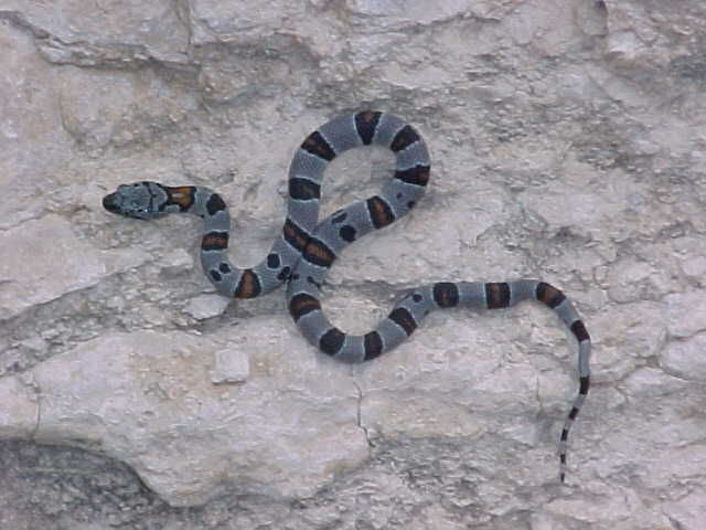 9 Mile Hill, North of Sanderson Graybanded Kingsnake