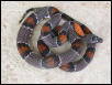 East of Sanderson Graybanded Kingsnake