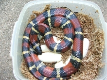 South Texas Mexican Milksnake & eggs