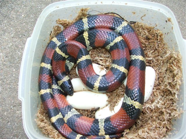South Texas Mexican Milksnake & eggs