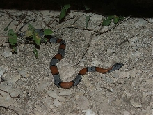 Langtry Graybanded Kingsnake