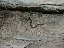 Langtry Garybanded Kingsnake
