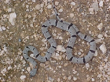 Terrell County Graybanded Kingsnake