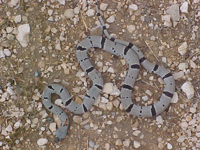 Terrell County Graybanded Kingsnake