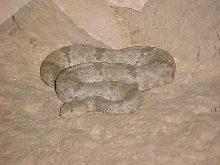 Sanderson Lepidus
