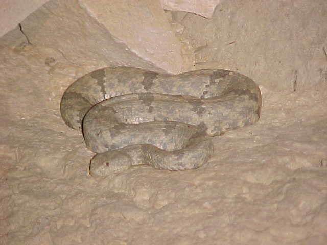Sanderson Lepidus