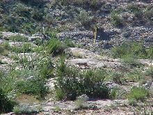 West Texas Bobcat