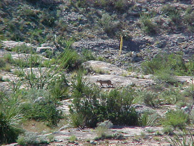 West Texas Bobcat
