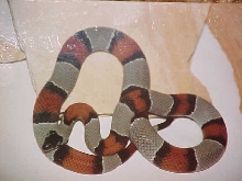 Langtry Graybanded Kingsnake
