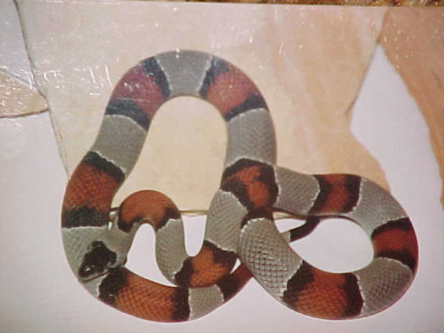 Langtry Graybanded Kingsnake