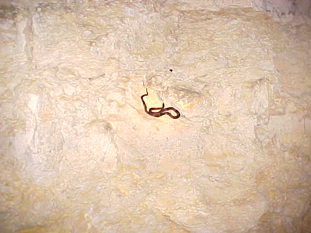 October 2004 WC Graybanded Kingsnake