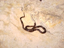 October 2004 WC Graybanded Kingsnake