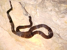 October 2004 WC Graybanded Kingsnake