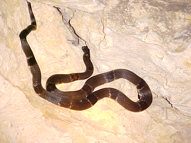 October 2004 WC Graybanded Kingsnake