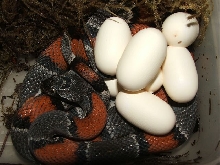 Langtry Graybanded Kingsnake & clutch