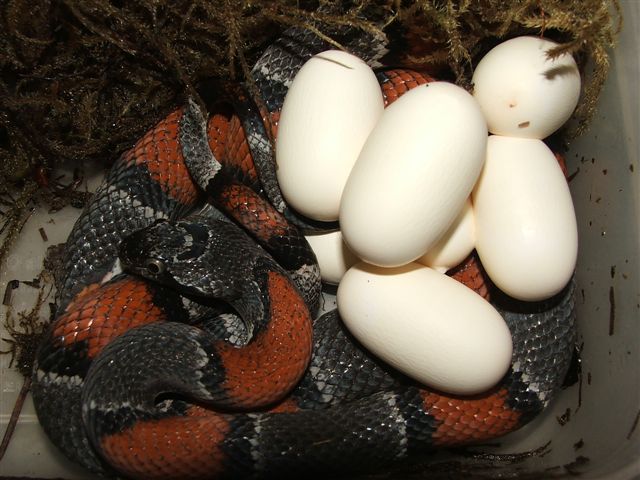 Langtry Graybanded Kingsnake & clutch