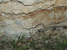 Sanderson Graybanded Kingsnake