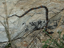 Sanderson Graybanded Kingsnake