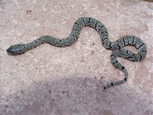 Anery Sanderson Graybanded Kingsnake