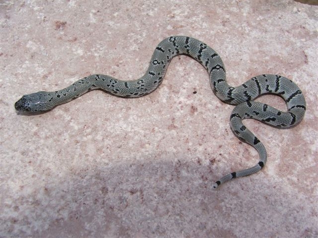 Anery Sanderson Graybanded Kingsnake