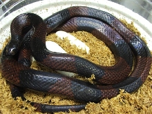 Atlantic Central American Milksnake & eggs