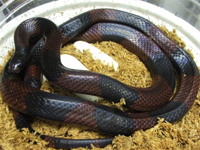 Atlantic Central American Milksnake & eggs