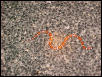 Sanderson New Mexico Milksnake