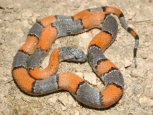 Sanderson Graybanded Kingsnake