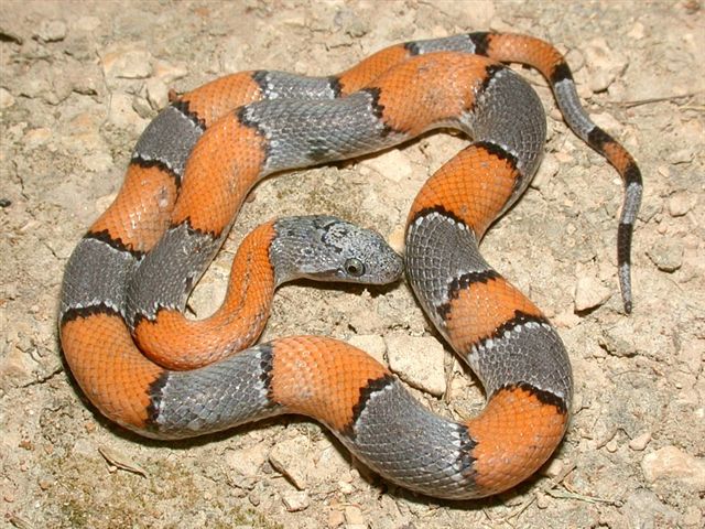 Sanderson Graybanded Kingsnake