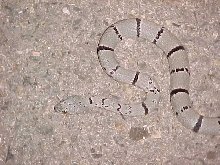 Gray-Banded Kingsnake