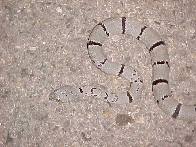 Gray-Banded Kingsnake