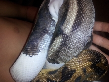 2010 Axanthic pied ball python